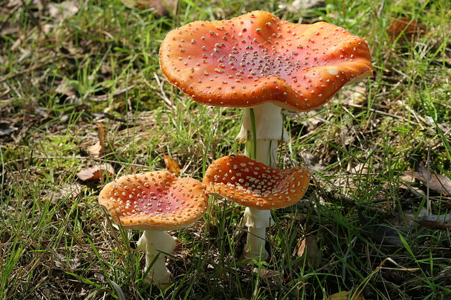 Fliegenpilze