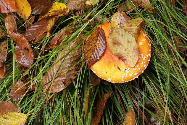 Fliegenpilz