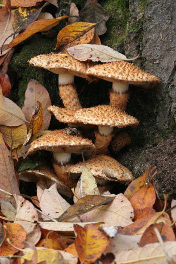 Sparriger Schüppling