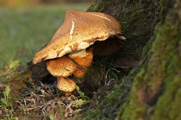 Sparriger Schüppling