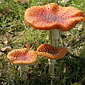 Fliegenpilze
