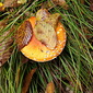 Fliegenpilz