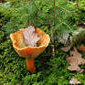 Pilze