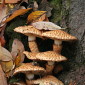 Sparriger Sch&uuml;ppling