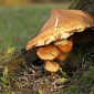 Sparriger Sch&uuml;ppling