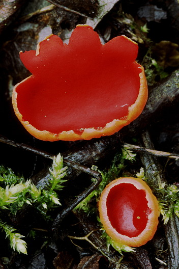 Zinnoberroter Prachtbecherling