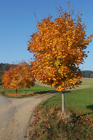 Spitzahorn