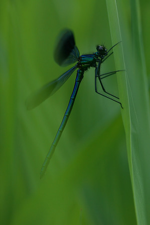 Gebänderte Prachtlibelle, Calopteryx splendens (HARRIS 1780)