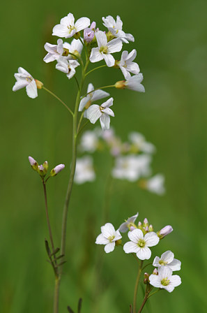 Wiesenschaumkraut