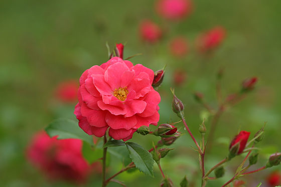 Rose Bad Birnbach