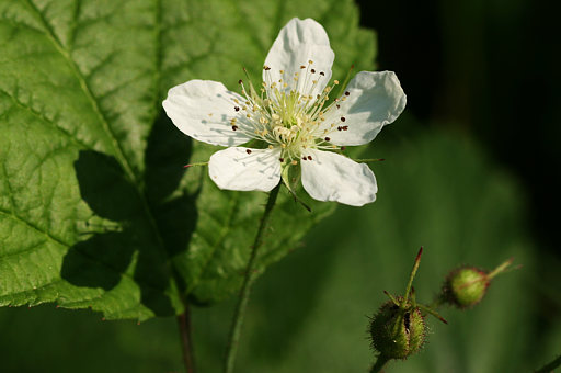 Brombeere