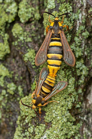Hornissenglasflügler
