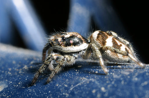 Zebraspringspinne