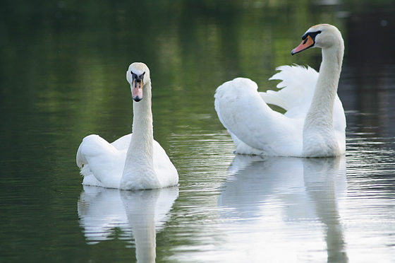 Höckerschwan