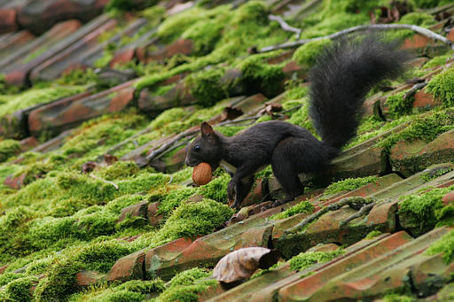 Eichhörnchen