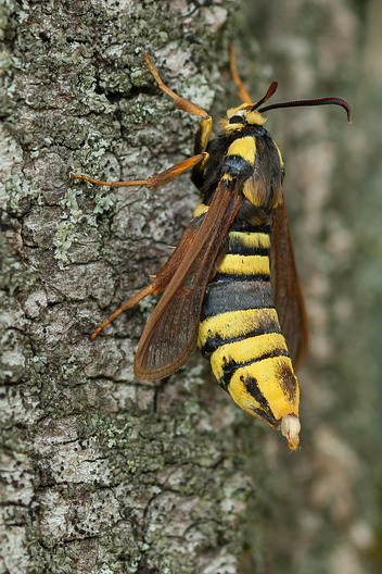 Hornissenglasflügler