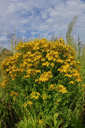 Echte Johanniskraut, Hypericum perforatum (LINNAEUS)