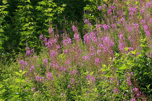 Waldweidenröschen / Schmalblättriges Weidenröschen