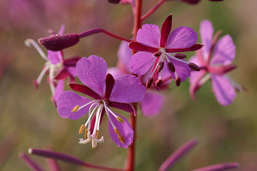 Waldweidenröschen / Schmalblättriges Weidenröschen, Epilobium angustifolium (LINNAEUS)