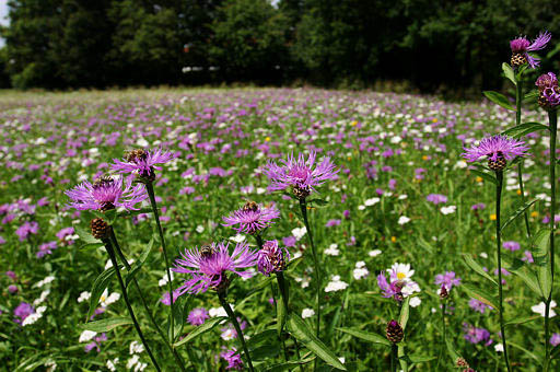 Wiesen-Flockenblume, Centaurea jacea (LINNAEUS)