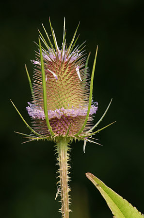 Wilde Karde, Dipsacus fullonum (LINNAEUS)