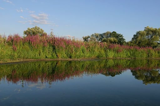 Blutweiderich