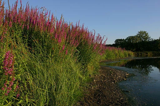 Blutweiderich, Lythrum salicaria (LINNAEUS)