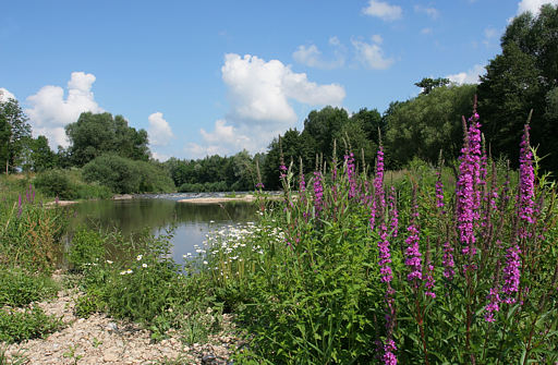 Blutweiderich, Lythrum salicaria (LINNAEUS)