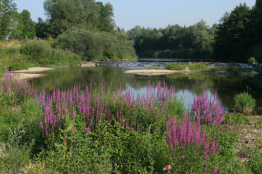 Blutweiderich, Lythrum salicaria (LINNAEUS)