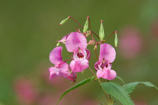 Drüsiges Springkraut, Impatiens glandulifera (LINNAEUS)