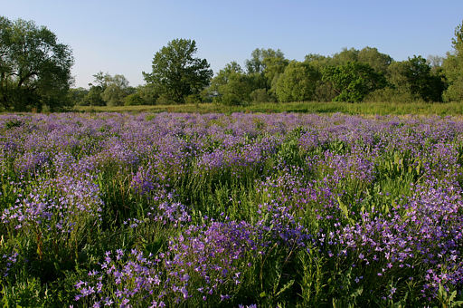 Wiesen-Glockenblume, Campanula patula (LINNAEUS)