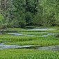 Sommer am Weiher