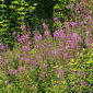 Waldweidenr&ouml;schen / Schmalbl&auml;ttriges Weidenr&ouml;schen
