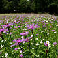 Wiesen-Flockenblume