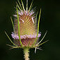 Wilde Karde