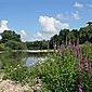 Blutweiderich