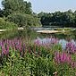 Blutweiderich
