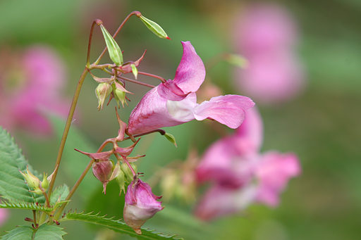 Drüsiges Springkraut