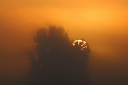 Sonne, Baum und Morgennebel
