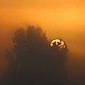 Sonne, Baum und Morgennebel