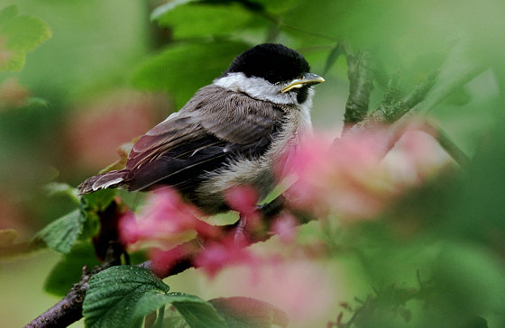 Sumpfmeise, Poecile palustris (Parus palustris) (LINNAEUS, 1758)