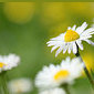 G&auml;nsebl&uuml;mchen
