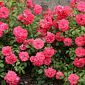 Rose Bad Birnbach