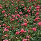 Rose Bad Birnbach
