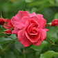 Rose Bad Birnbach