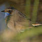 Blaukehlchen