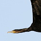 Kormoran