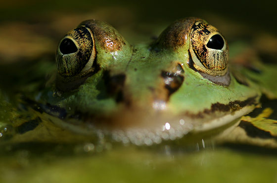 Teichfrosch
