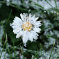 G&auml;nsebl&uuml;mchen