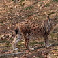 Luchs